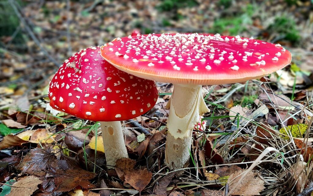 Funghi-Amanita-Muscaria