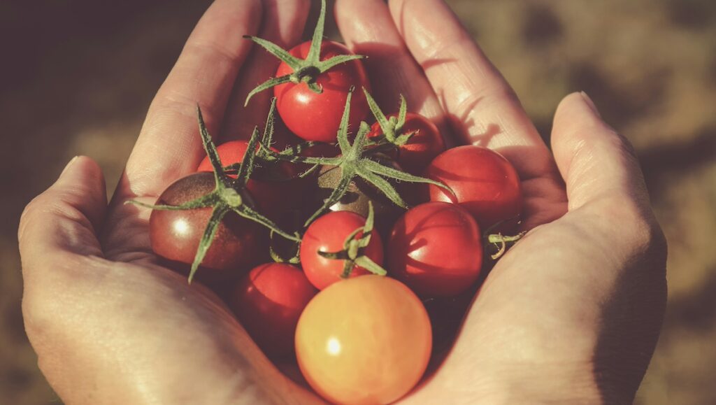 pomodoro dorato In.Posa