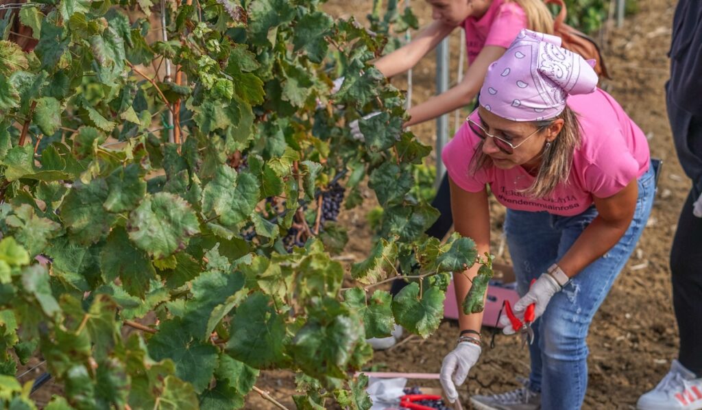 Vendemmia in Rosa